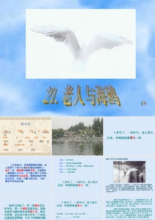 老人与海鸥2