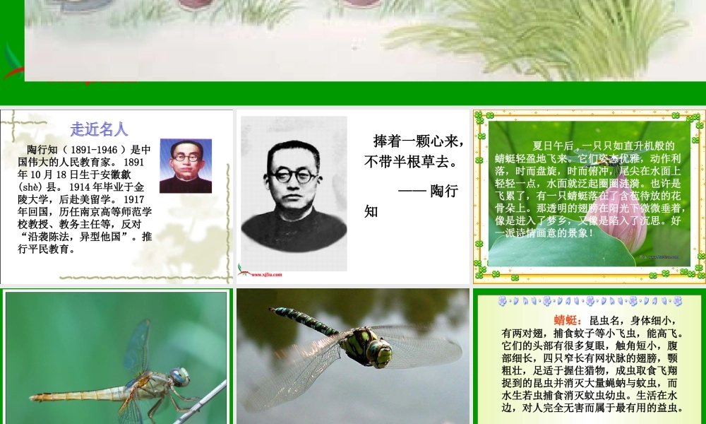课件《19放飞蜻蜓》