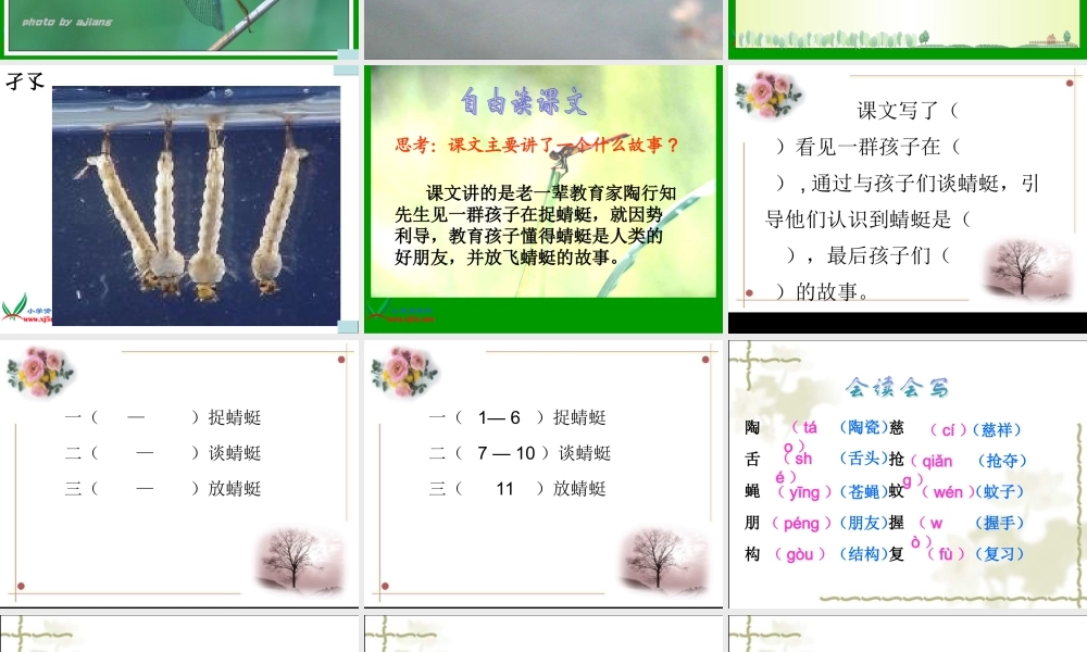 课件《19放飞蜻蜓》