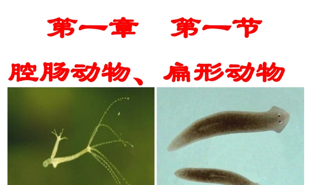 初中二年级生物上册第五单元　第一章动物的主要类群第一课时课件