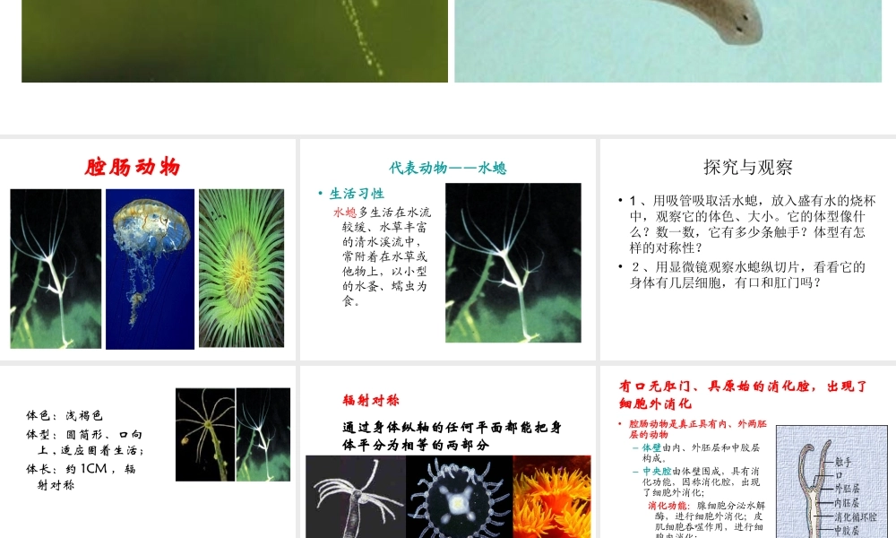 初中二年级生物上册第五单元　第一章动物的主要类群第一课时课件