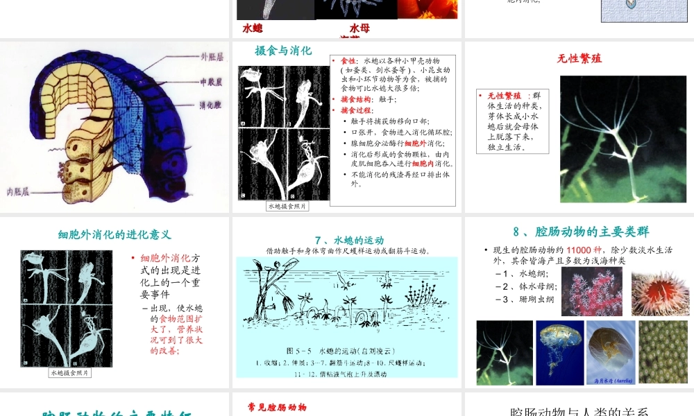 初中二年级生物上册第五单元　第一章动物的主要类群第一课时课件