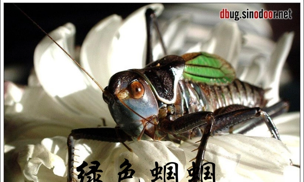 中学七年级语文上册 23 绿色蝈蝈课件 (新版)新人教版 课件