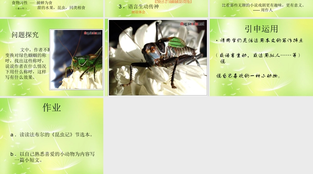 中学七年级语文上册 23 绿色蝈蝈课件 (新版)新人教版 课件