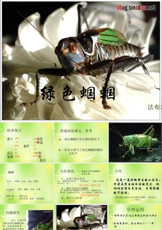 中学七年级语文上册 23 绿色蝈蝈课件 (新版)新人教版 课件