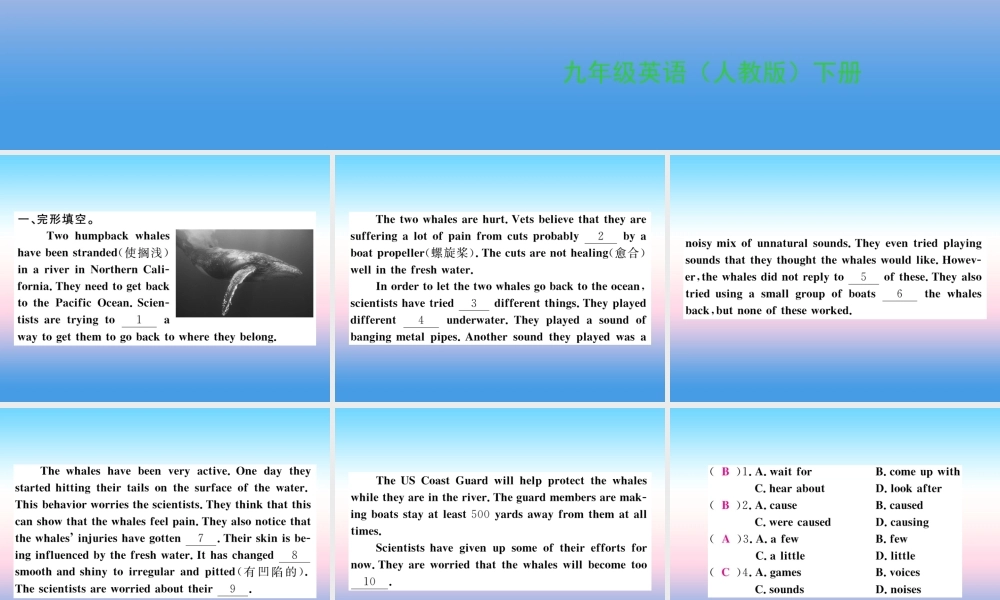 九年级英语全册 Unit 13 We re trying to save the earth阅读输入与运用习题课件 (新版)人教新目标版 课件