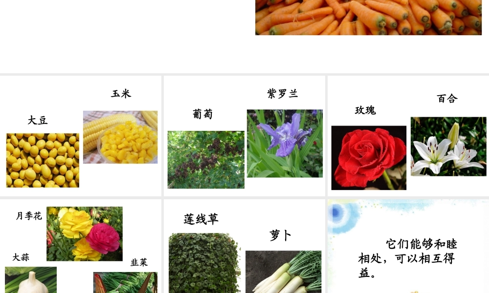 《植物之间的“爱”和“恨”》之好朋友