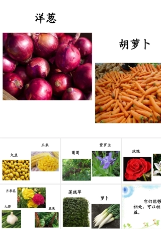 《植物之间的“爱”和“恨”》之好朋友