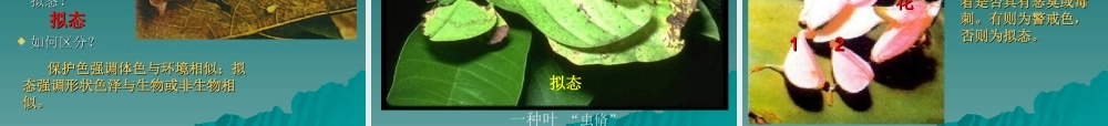 七年级生物生物对环境的适应和影响课件 鲁教版 课件