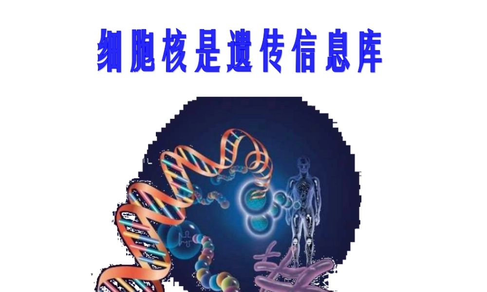 遗传信息、DNA、染色体、细胞核四者之间的关系