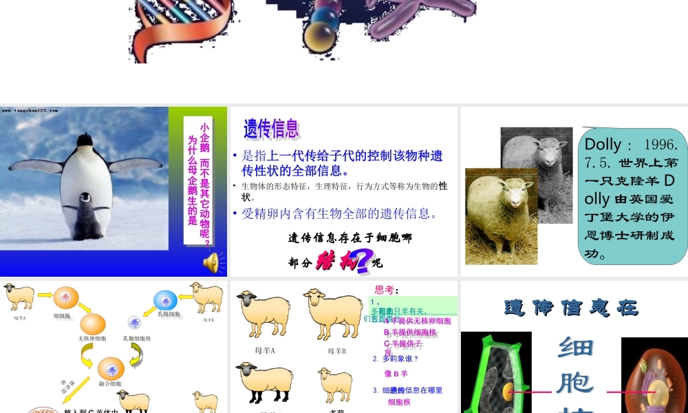 遗传信息、DNA、染色体、细胞核四者之间的关系