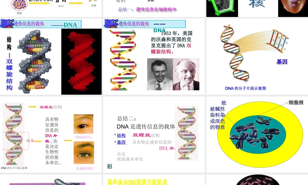遗传信息、DNA、染色体、细胞核四者之间的关系