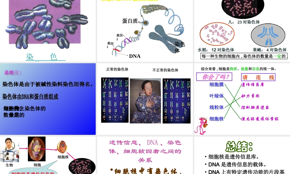 遗传信息、DNA、染色体、细胞核四者之间的关系