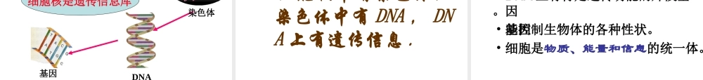 遗传信息、DNA、染色体、细胞核四者之间的关系