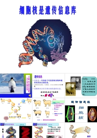 遗传信息、DNA、染色体、细胞核四者之间的关系