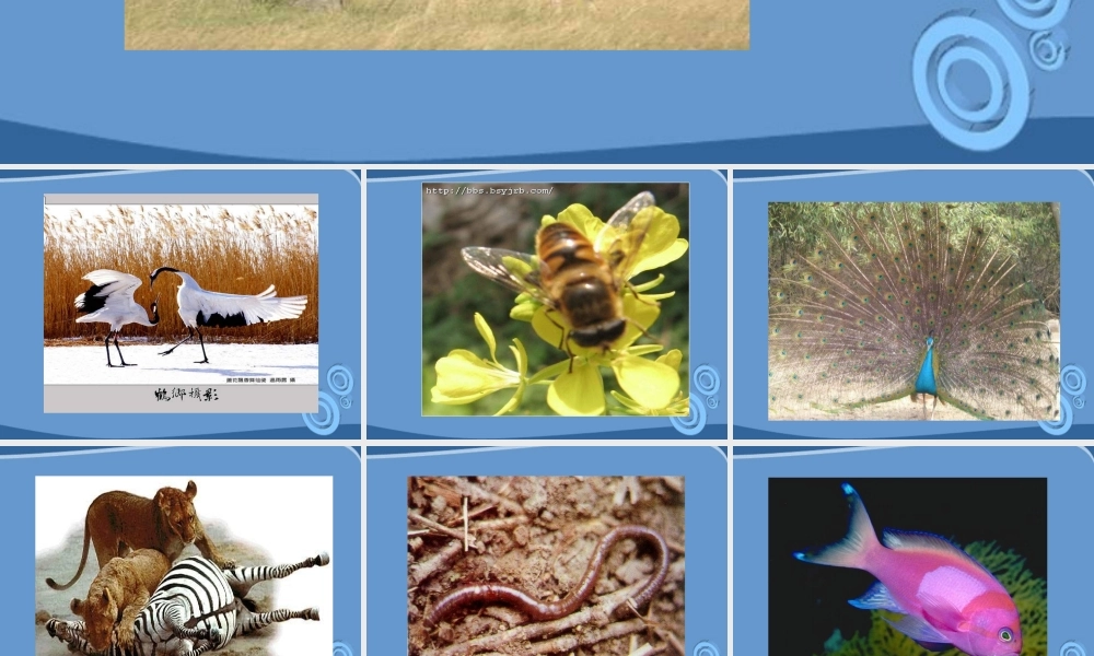 八年级生物上册 第一节动物运动课件 人教新课标版 课件