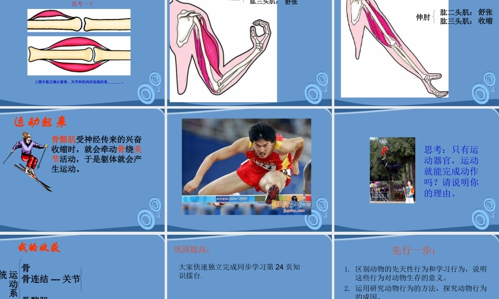 八年级生物上册 第一节动物运动课件 人教新课标版 课件