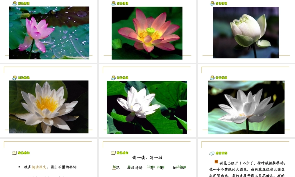 人教版小学语文三年级下册《荷花》课件 (2)