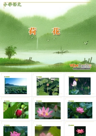 人教版小学语文三年级下册《荷花》课件 (2)