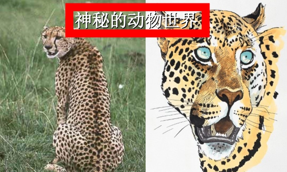 七年级语文上册 第四单元 第写在雪地上的书)课件 鄂教版 课件