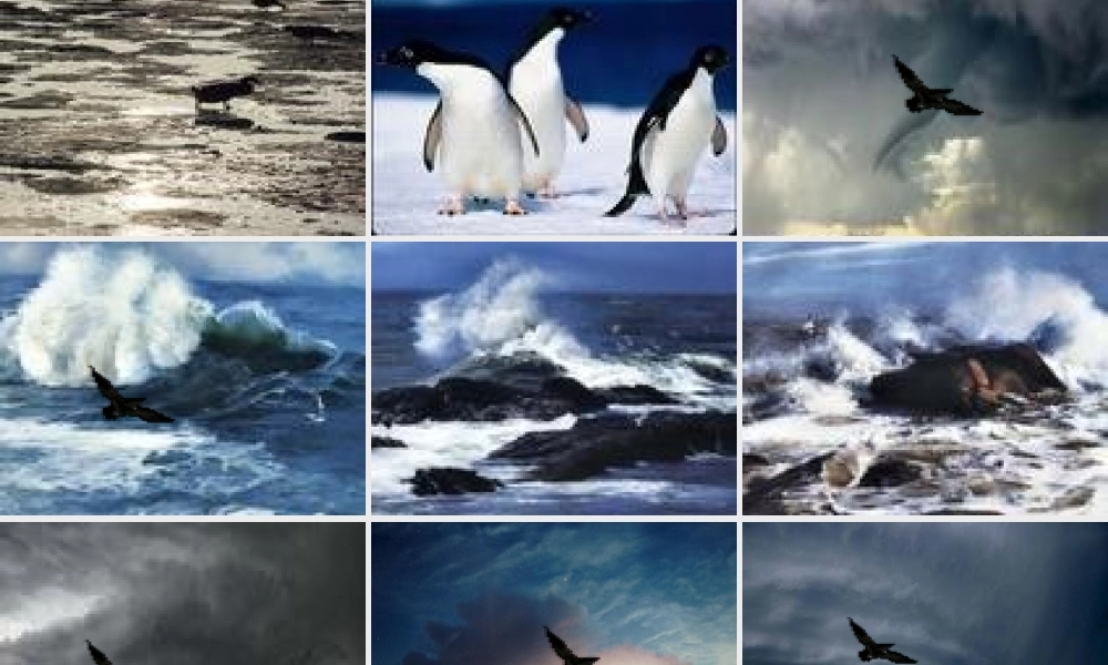 新人教版语文八年级下册海燕 八年级语文下册海燕课件(含flash)人教版 八年级语文下册海燕课件(含flash)人教版