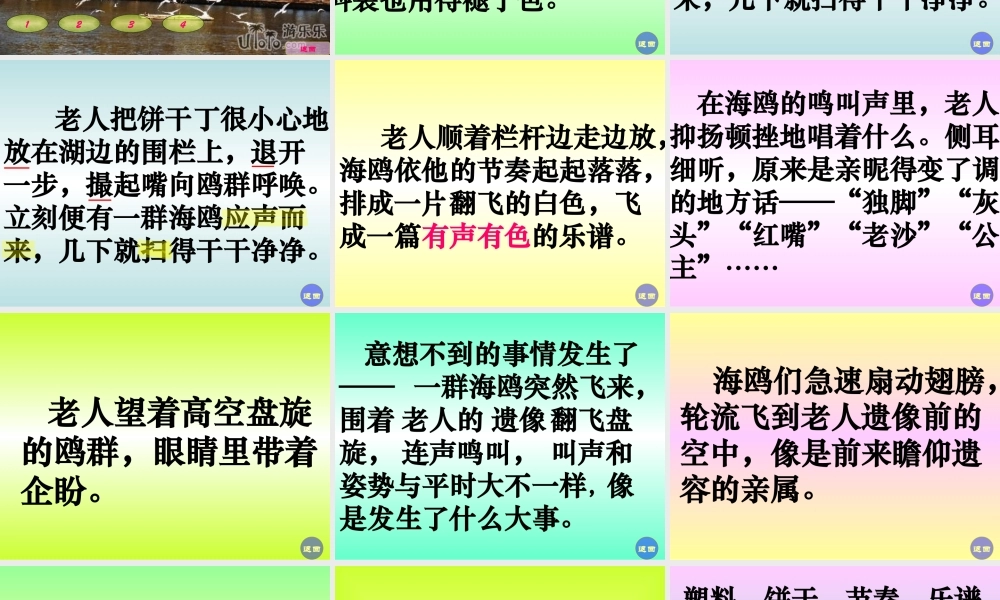 21、老人与海鸥