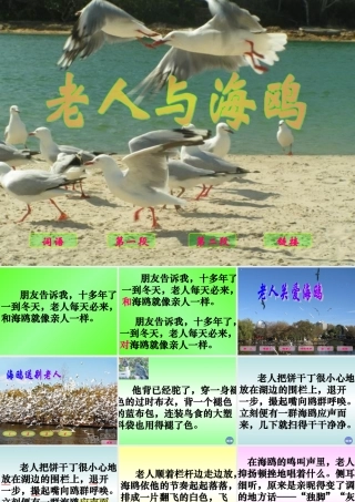 21、老人与海鸥