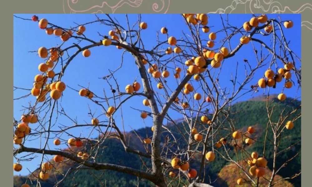 中学七年级语文上册 14秋天课件 (新版)新人教版 课件