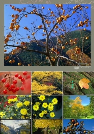 中学七年级语文上册 14秋天课件 (新版)新人教版 课件