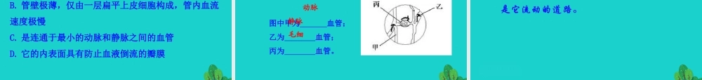 七年级生物下册 4.4.2 血流的管道 血管课件 七年级生物下册 4.4.2 血流的管道 血管课件+素材(新版)新人教版