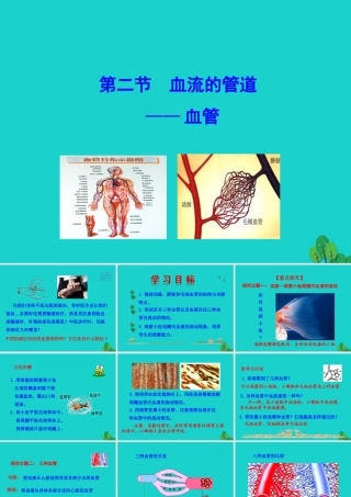 七年级生物下册 4.4.2 血流的管道 血管课件 七年级生物下册 4.4.2 血流的管道 血管课件+素材(新版)新人教版