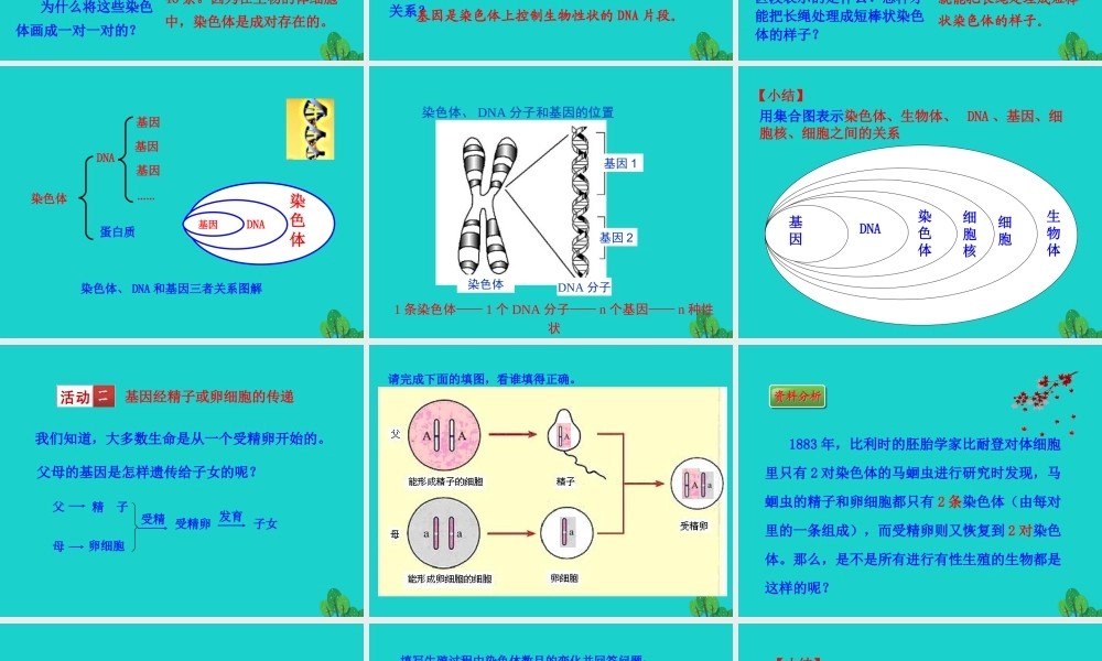 八年级生物下册 7.2.2 基因在亲子代间的传递课件(新版)新人教版 课件