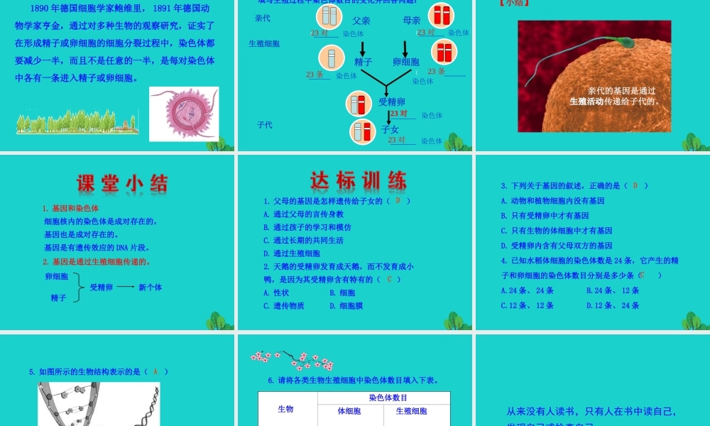 八年级生物下册 7.2.2 基因在亲子代间的传递课件(新版)新人教版 课件