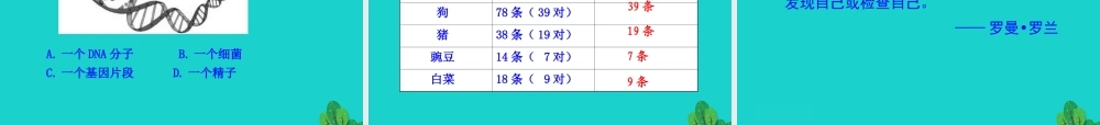八年级生物下册 7.2.2 基因在亲子代间的传递课件(新版)新人教版 课件