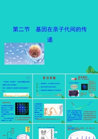 八年级生物下册 7.2.2 基因在亲子代间的传递课件(新版)新人教版 课件