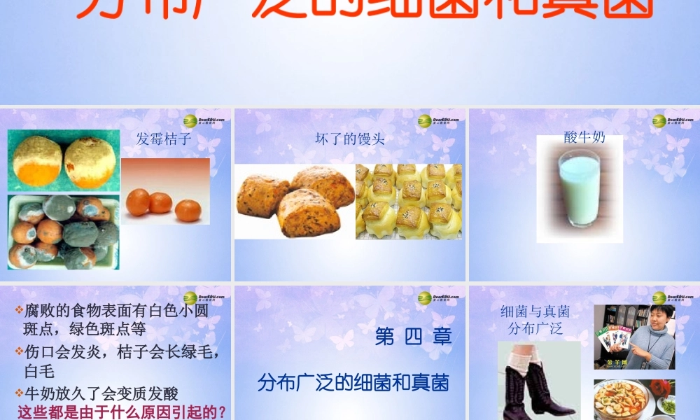 八年级生物上册 第五单元 4.1 细菌真菌的分布课件 新人教版 课件