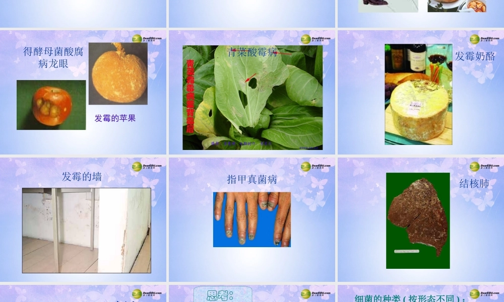 八年级生物上册 第五单元 4.1 细菌真菌的分布课件 新人教版 课件