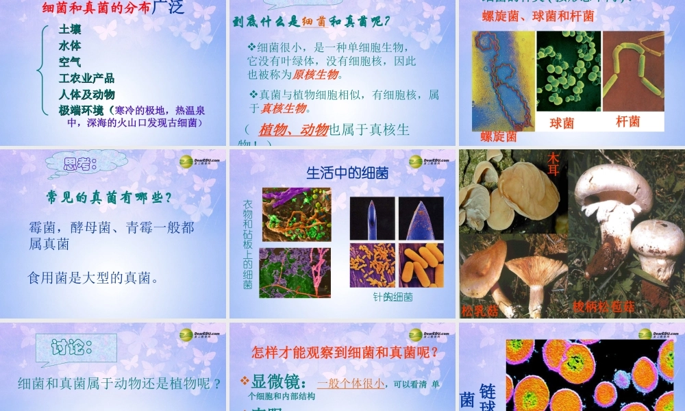 八年级生物上册 第五单元 4.1 细菌真菌的分布课件 新人教版 课件