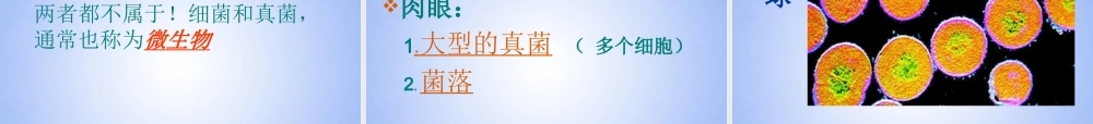 八年级生物上册 第五单元 4.1 细菌真菌的分布课件 新人教版 课件