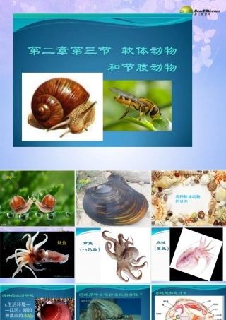 八年级生物上册 软体动物课件 (新版)新人教版 课件