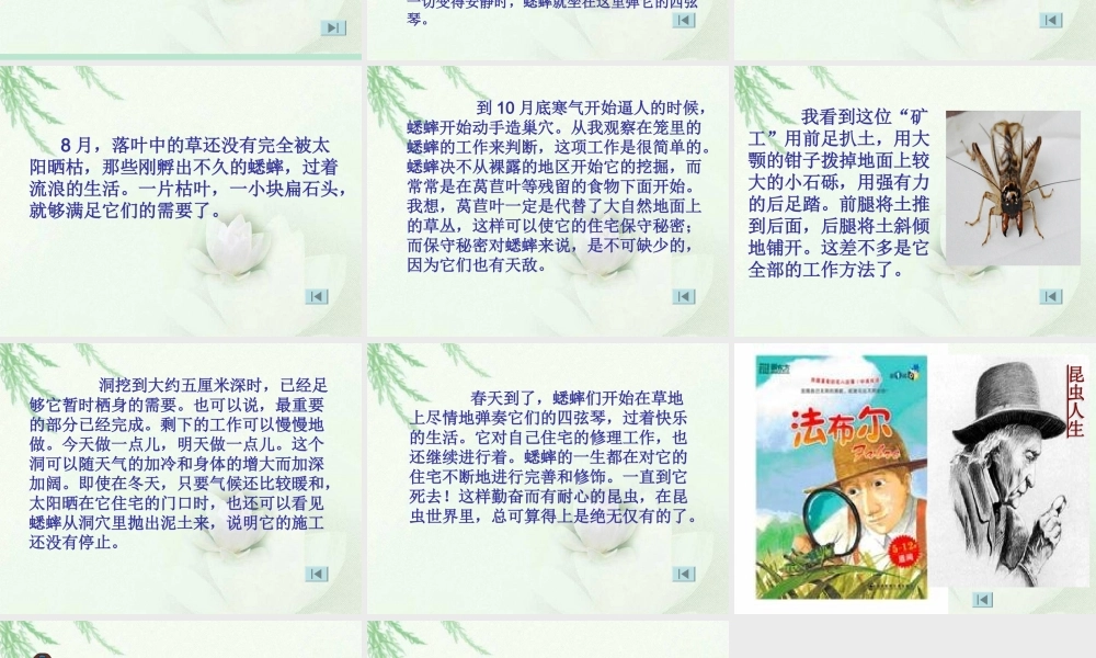 26蟋蟀的住宅