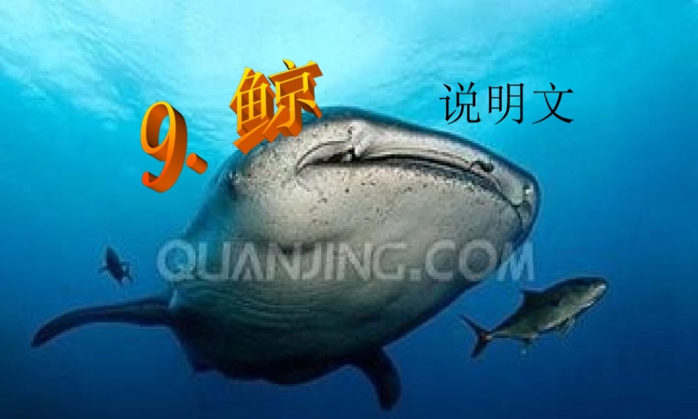 9.鲸(完美版)