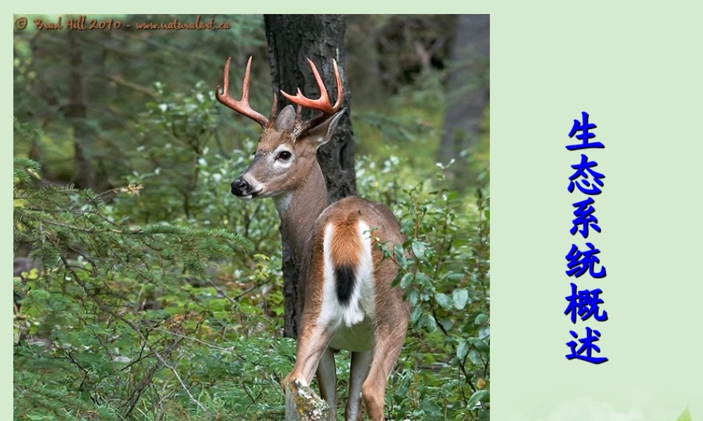八年级生物 生态系统概述课件 北师大版 课件