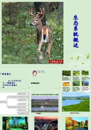 八年级生物 生态系统概述课件 北师大版 课件