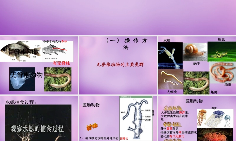 七年级生物上册 2.2.1 无脊椎动物的主要类群课件 (新版)济南版 课件