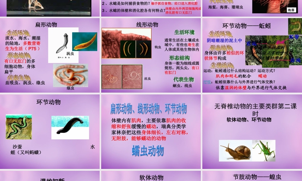 七年级生物上册 2.2.1 无脊椎动物的主要类群课件 (新版)济南版 课件