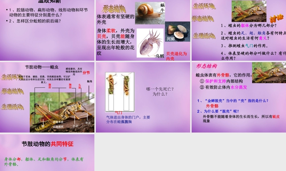 七年级生物上册 2.2.1 无脊椎动物的主要类群课件 (新版)济南版 课件