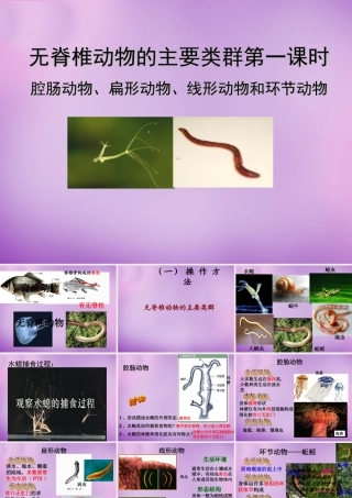 七年级生物上册 2.2.1 无脊椎动物的主要类群课件 (新版)济南版 课件