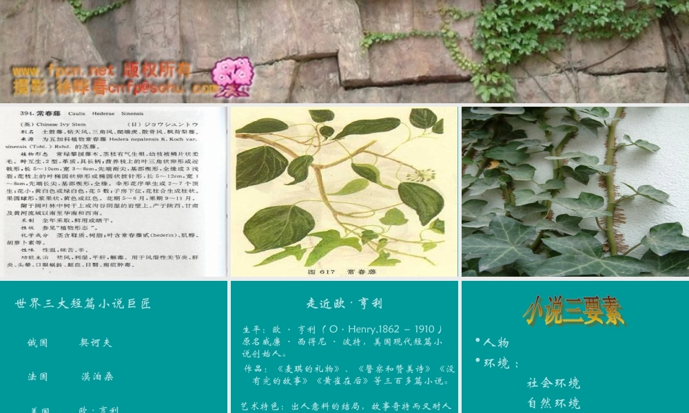 最后的常青藤