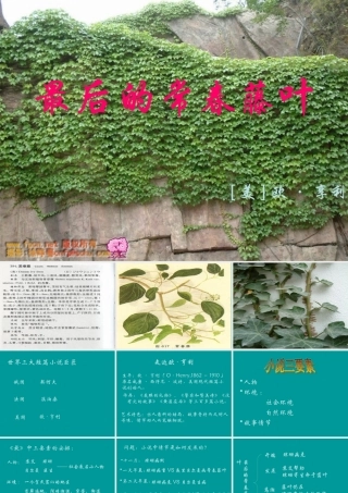 最后的常青藤